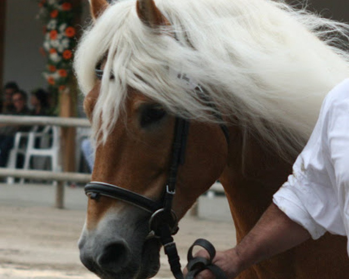 Deckhengst Aghai (Haflinger, 1994, von liz. 101/T Amadeus)