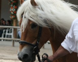 stallion Aghai (Haflinger, 1994, from liz. 101/T Amadeus)