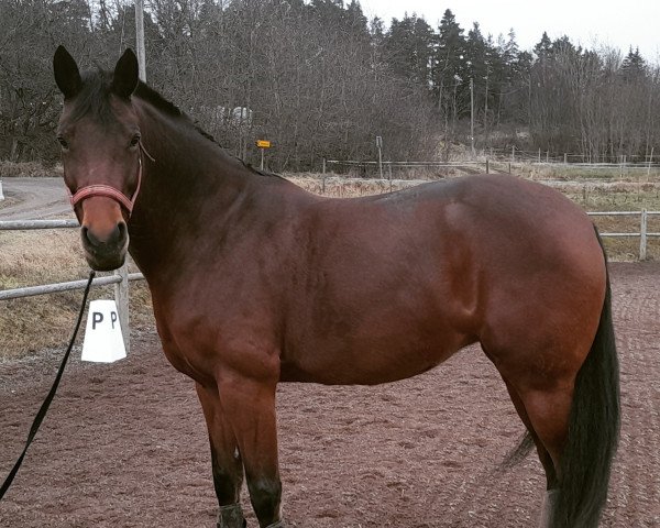 horse Jalicia (KWPN (Royal Dutch Sporthorse), 2014, from Freedom)