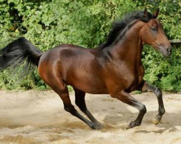 stallion Liquido xx (Thoroughbred, 1999, from Lomitas xx)