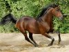 stallion Liquido xx (Thoroughbred, 1999, from Lomitas xx)