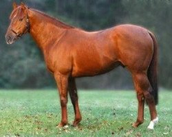 stallion Nobel Prize xx (Thoroughbred, 1996, from Lode xx)