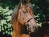 stallion Perceive Arrogance xx (Thoroughbred, 1985, from Stop the Music xx)
