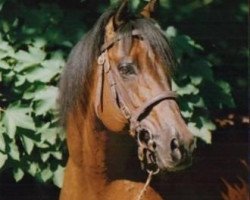 stallion Perceive Arrogance xx (Thoroughbred, 1985, from Stop the Music xx)