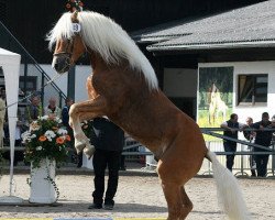 Deckhengst Skorpion (Haflinger, 2002, von Samarkand 17)