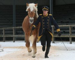 Deckhengst Selection (Haflinger, 2006, von Samarkand 17)