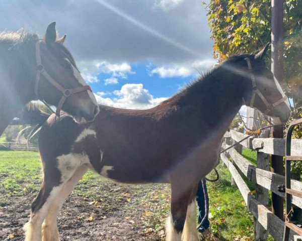 horse Priest Valley Scarlet O'Hara (Clydesdale, 2020, from Terragold Picasso)