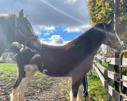 Pferd Priest Valley Scarlet O'Hara (Clydesdale, 2020, von Terragold Picasso)