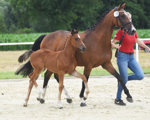 jumper Ceylan (Westphalian, 2021, from Captain Fire)