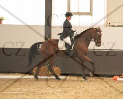 dressage horse Fifficus (Westphalian, 2005, from Flanceur)