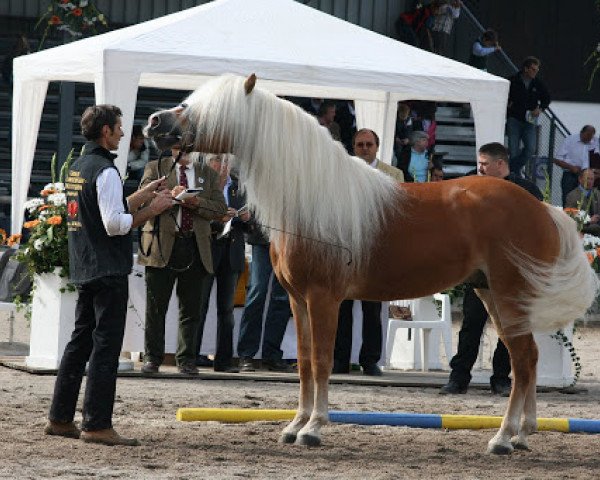 stallion Newstyle (Haflinger, 2001, from Nordtirol)