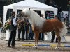 stallion Newstyle (Haflinger, 2001, from Nordtirol)