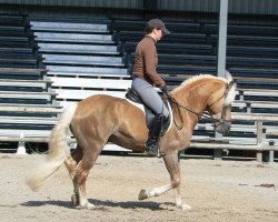 stallion Anselazio (Haflinger, 2014, from 1338 Afghan II)