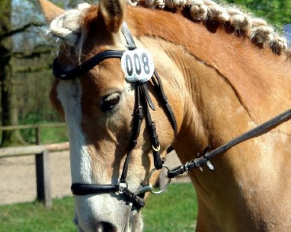 horse Sandmann 49 (Haflinger, 2003, from Sion (9,375% ox))