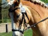 Pferd Sandmann 49 (Haflinger, 2003, von Sion (9,375% ox))