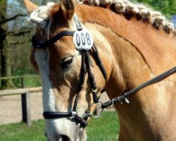 Pferd Sandmann 49 (Haflinger, 2003, von Sion (9,375% ox))