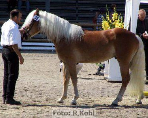 stallion Almquell (Haflinger, 2000, from liz. 101/T Amadeus)