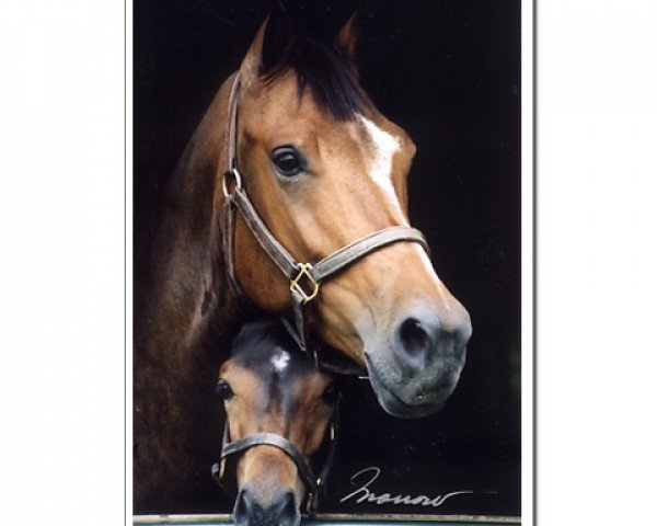 broodmare Rita Morka (KWPN (Royal Dutch Sporthorse), 1998, from Jazz)