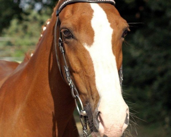 dressage horse Dinaro il diavolo (German Riding Pony, 1993, from Durello)