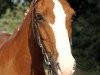 dressage horse Dinaro il diavolo (German Riding Pony, 1993, from Durello)