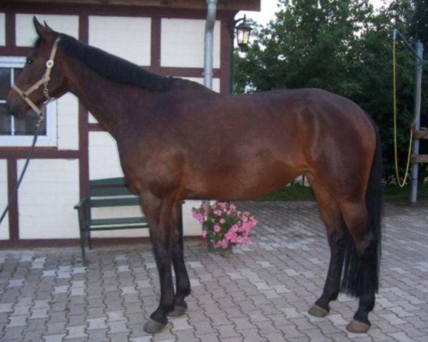 broodmare FARAH FELIDAE (Westphalian,  , from Fridolin Oho)