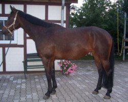 broodmare Farah Felidae (Westphalian,  , from Fridolin Oho)