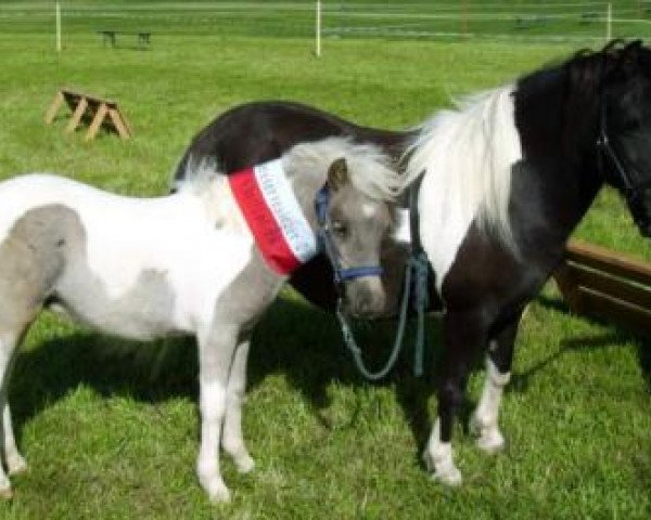 Zuchtstute Ginella Gipsy (Dt.Part-bred Shetland Pony, 1991, von Karlos)