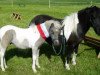 Zuchtstute Ginella Gipsy (Dt.Part-bred Shetland Pony, 1991, von Karlos)