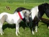 broodmare Ginella Gipsy (Dt.Part-bred Shetland pony, 1991, from Karlos)