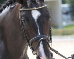 broodmare San Farina (Württemberger, 2006, from Sandro Hit)