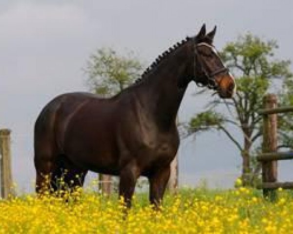 dressage horse Sandro 346 (Westphalian, 2003, from Show Star)