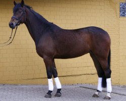 broodmare Rihanna (Westphalian, 2005, from Riccione)