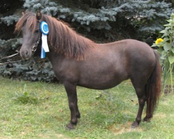 broodmare Gloria (Dt.Part-bred Shetland pony, 2009, from Rimini)