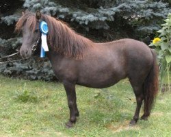 broodmare Gloria (Dt.Part-bred Shetland pony, 2009, from Rimini)