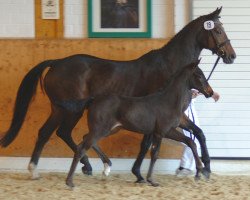 broodmare Goiland (Westphalian, 1989, from Grosso Z)