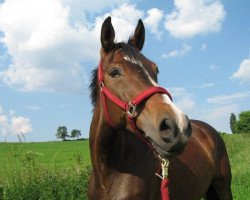 broodmare Palmine (German Sport Horse, 1994, from Friesenstern)