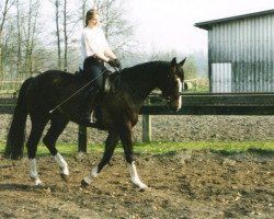 Pferd Regana (Westfale, 1996, von Regenbogen)