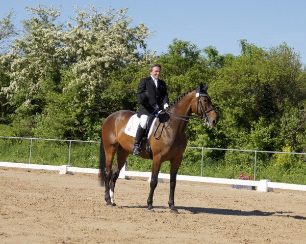 dressage horse Pinot Grigio 26 (Trakehner, 1999, from Liebestraum)