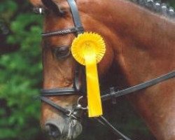 dressage horse Dorina (German Riding Pony, 1996, from Racket)