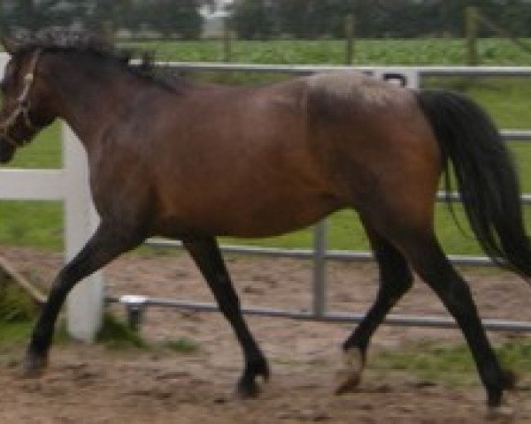 broodmare Smilla (German Riding Pony, 1996, from Henry)