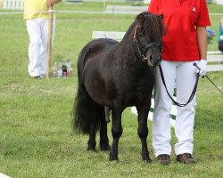 Deckhengst Steinburgs Brainstorm (Shetland Pony, 2006, von Balduin)