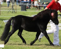 Deckhengst Wellenbergs Kaleu (Shetland Pony, 2002, von Kardinal)