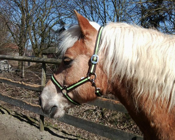 Pferd Nino (Haflinger, 1993, von Nevado)