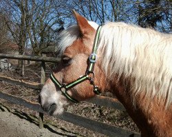 horse Nino (Haflinger, 1993, from Nevado)