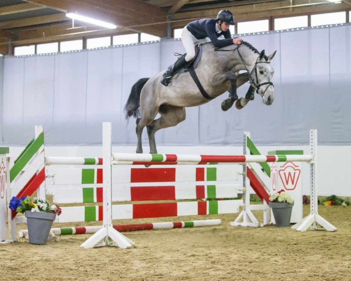 jumper Can Fly Berlin (Oldenburg show jumper, 2009, from Berlin)