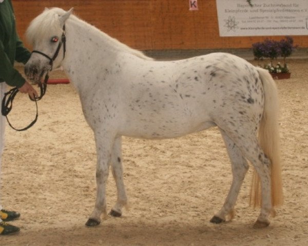 broodmare Kirchweihtals Starlight (Dt.Part-bred Shetland pony, 2005, from Aragon)