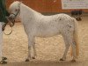 broodmare Kirchweihtals Starlight (Dt.Part-bred Shetland pony, 2005, from Aragon)