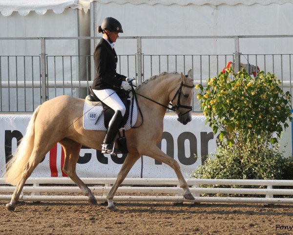 dressage horse Golden Daydream FH (German Riding Pony, 2008, from HET Golden Dream)