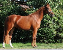 dressage horse Gaya (Deutsches Reitpony, 2009, from Gandalf)