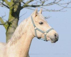 broodmare Alaska (German Riding Pony, 1999, from Hamrik's Golden Arak)